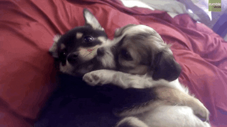 dogs kissing