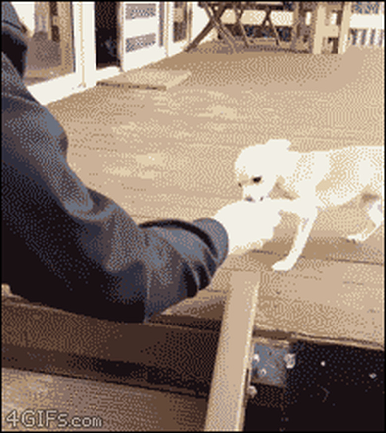 timid puppy does handstand instead of climbing down stairs