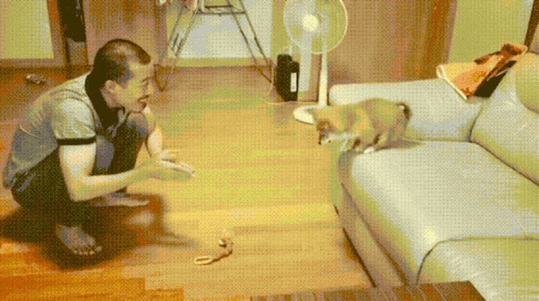 man shows puppy how to jump off couch