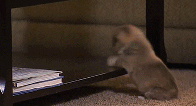 clumsy puppy falls off coffee table