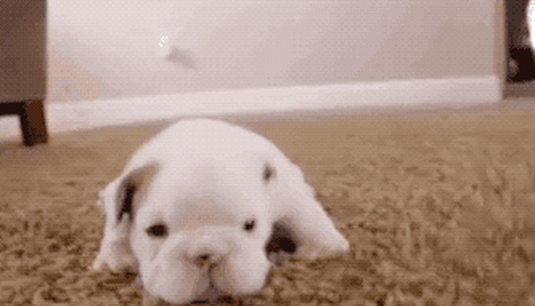 puppy learning to crawl