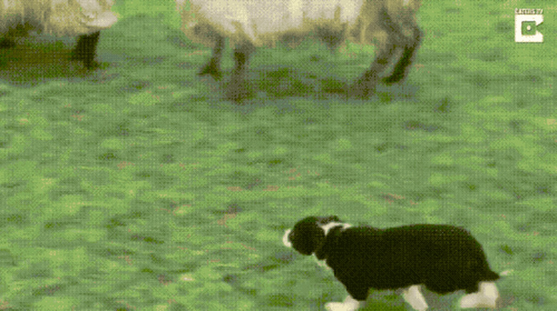 puppy herds sheep