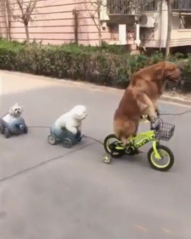 dogs on bikes