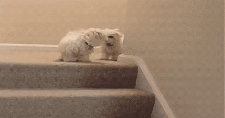 puppy pushes other puppy down stairs