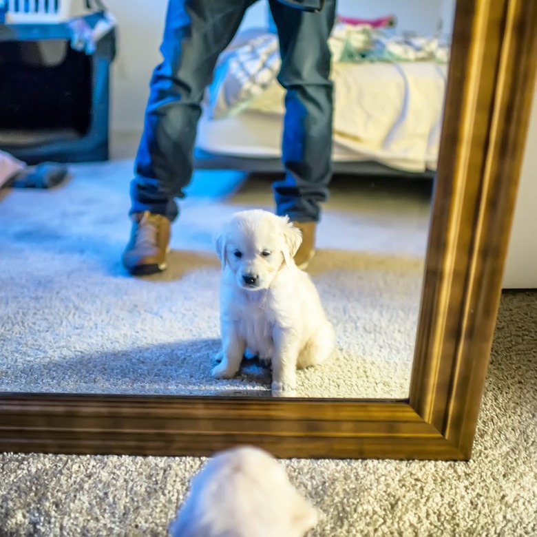 dog staring at reflection in mirror