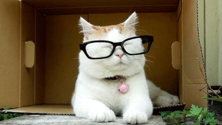 cat puts on reading glasses