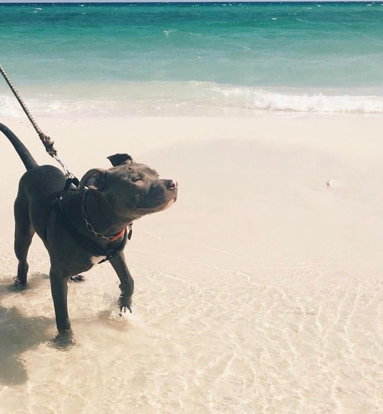 Puppy walking along beach