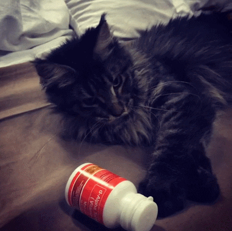 maine coon cat plays with pill bottle