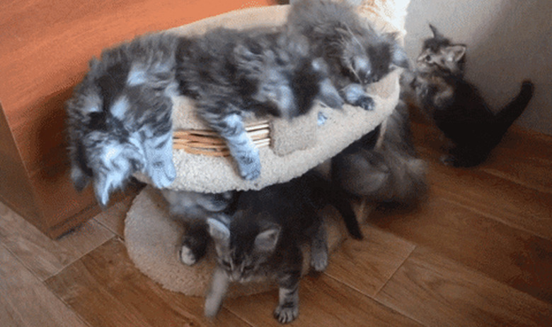 kitten falls off cat tower