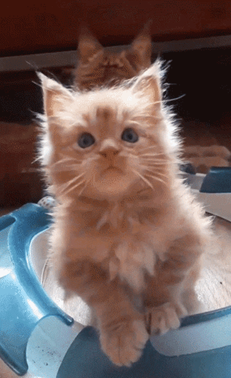 maine coon kitten looking cute and fierce