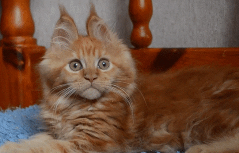 maine coon cat with big ears