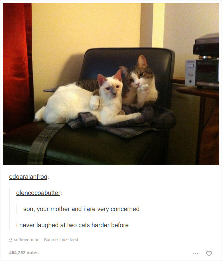 21 Tumblr posts about cats that will never not be funny