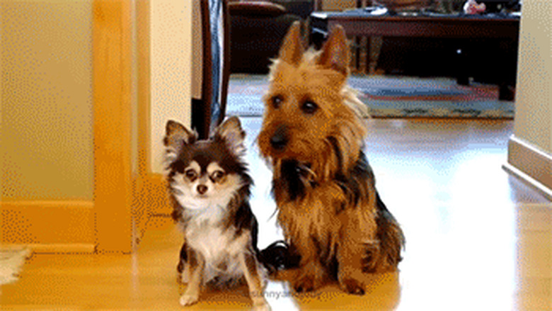 22 Weird Things All Dog Owners Come Home To