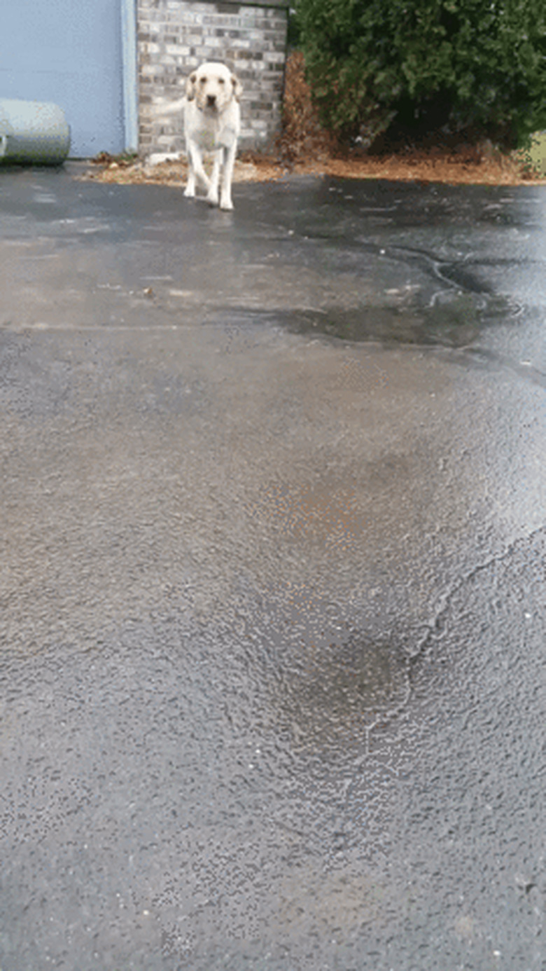 dog excited to see owner