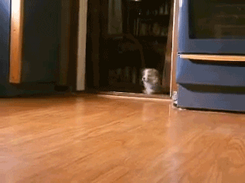 dog excited to see owner