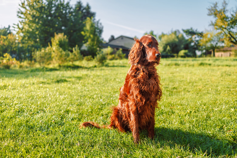 Happy Irish setter dog sits on a nature green grass and looking away in summer meadow against blurred scenery
