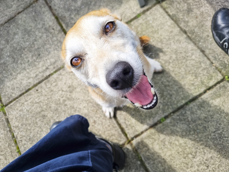 Top view of smiling happy dog interacting with his owner