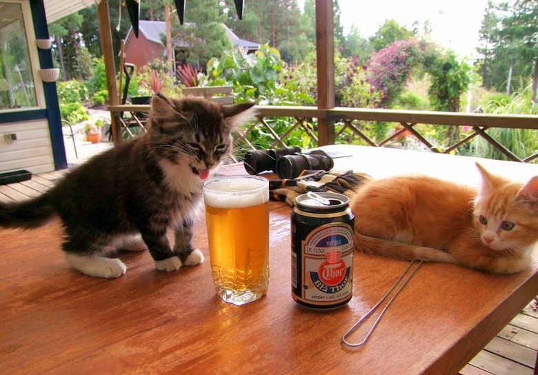 Adorable Kittens Doing Things for the First Time