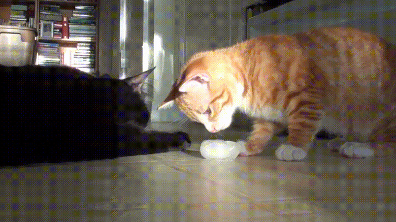 cats playing with ice cube