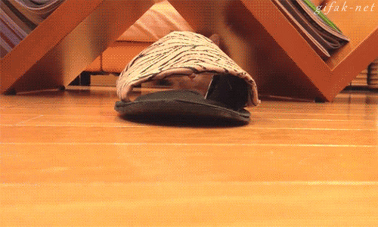 kitten jumping into slipper