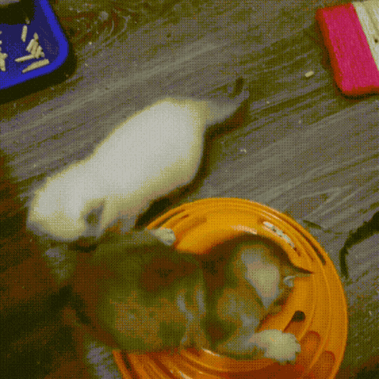 kitten squeezes into cat toy
