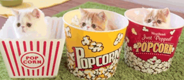 kittens in popcorn tubs