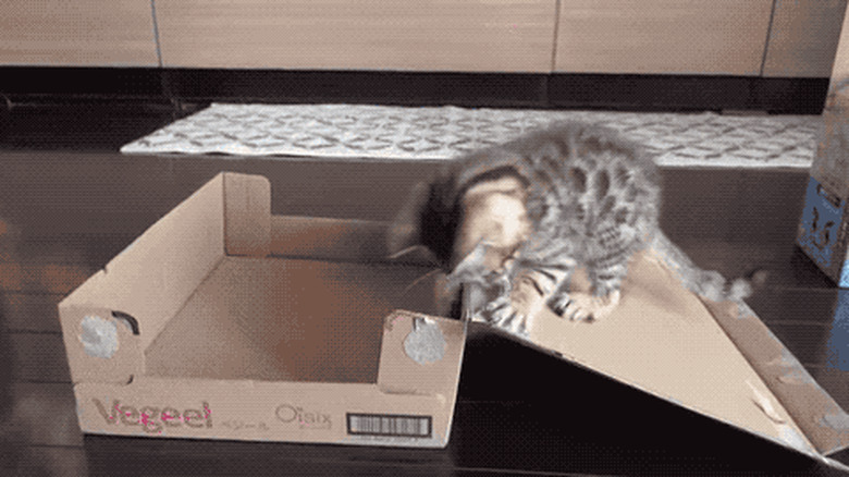 box flips over on unsuspecting kitten