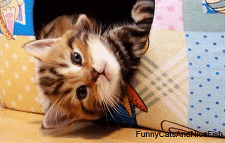 kitten in tissue box