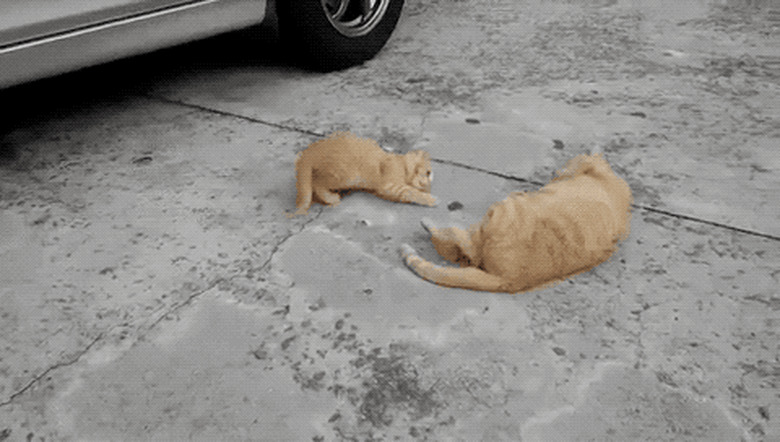 kitten mimicking mom cat