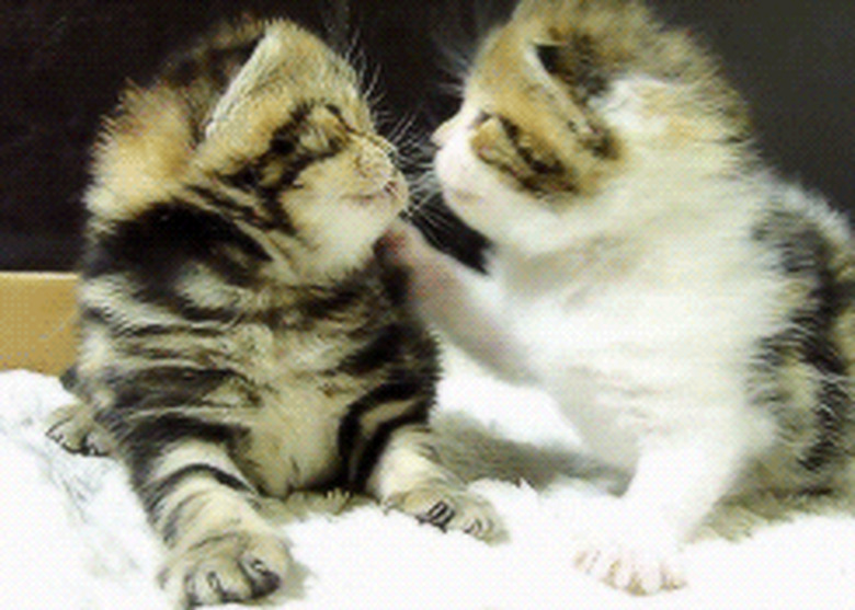 kittens kissing