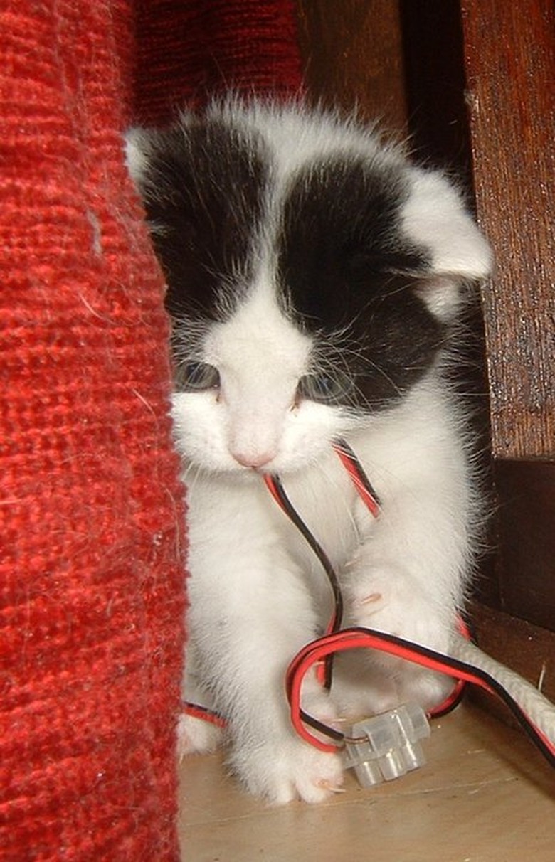 Adorable Kittens Doing Things for the First Time
