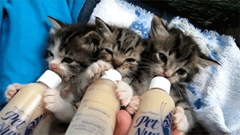 bottle feeding kittens