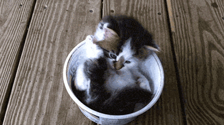 kitten sitting in tea cup