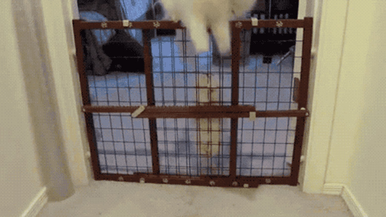 adult cat teaching kitten to jump gate