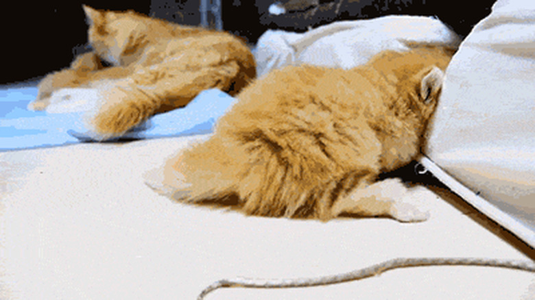 cat burrowing into pillow
