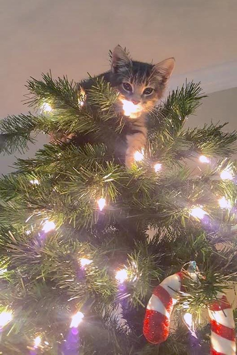 23 Adorable Kittens Doing Things for the First Time