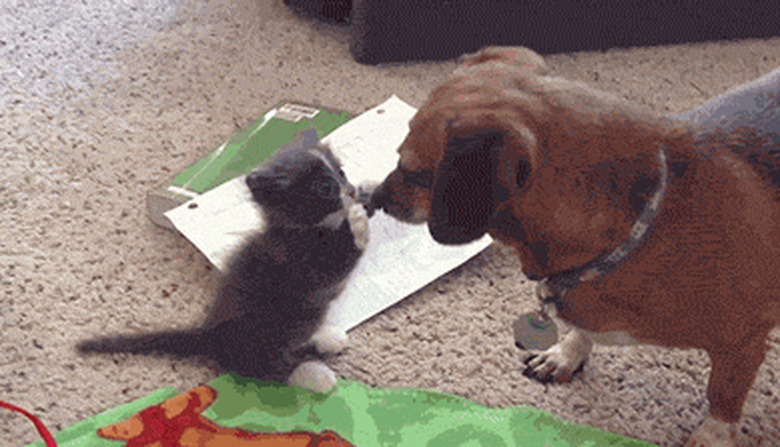 kitten meets dog for first time