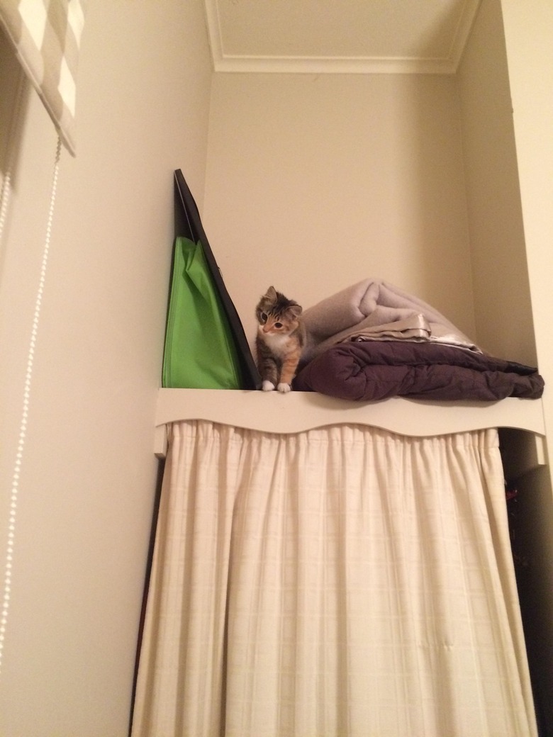 Adorable Kittens Doing Things for the First Time