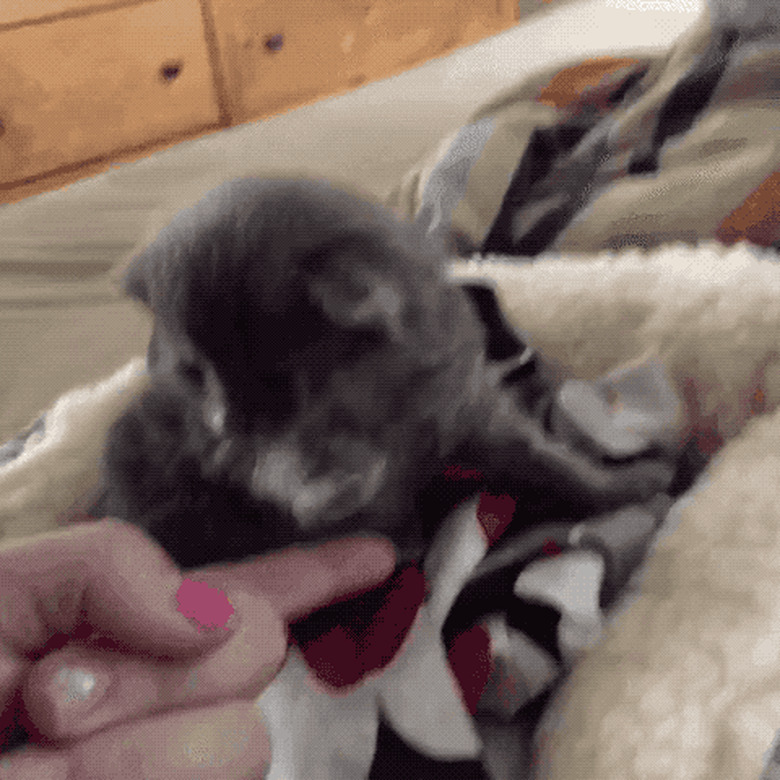 kitten learning to high-five