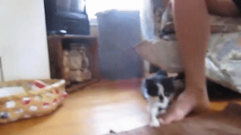 kittens first steps