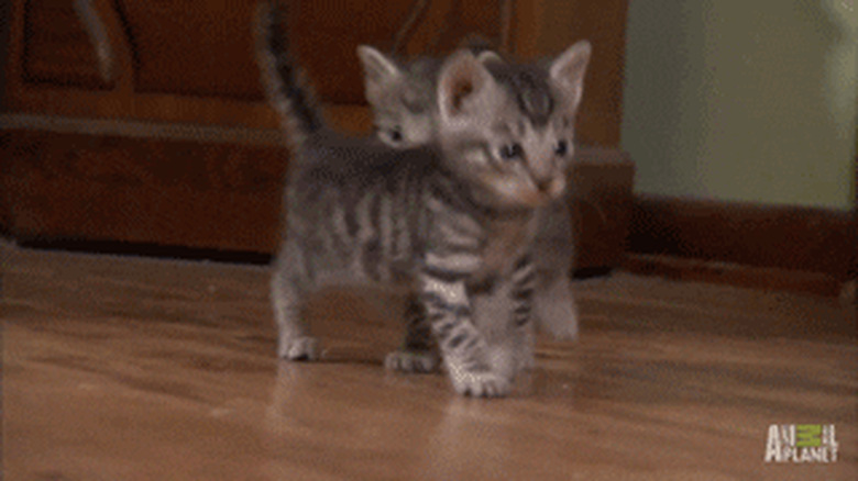 kittens stepping on each other