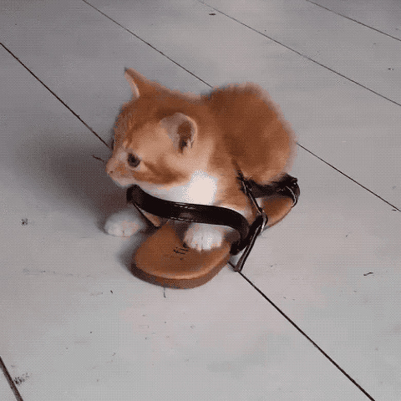 kitten sitting in sandal