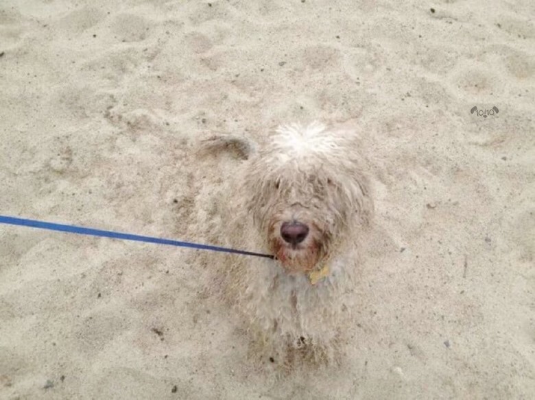dog covered in sand