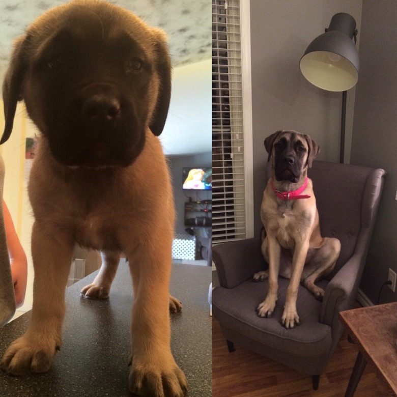 Side by side photos of dog as a puppy and dog as an adult.