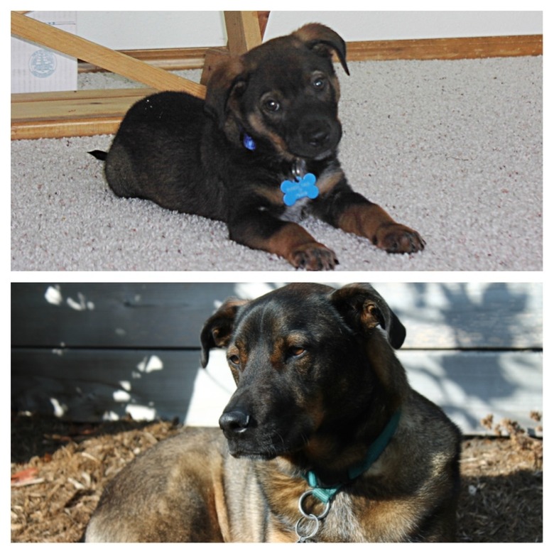 Side by side photos of dog as a puppy and dog as an adult.