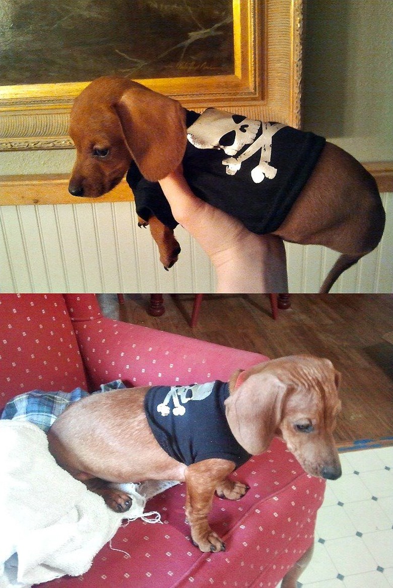 Side by side photos of dog in a t-shirt as a puppy and dog as an adult.