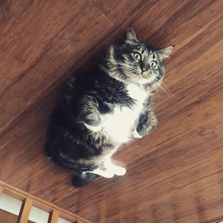 230 names for spunky cats