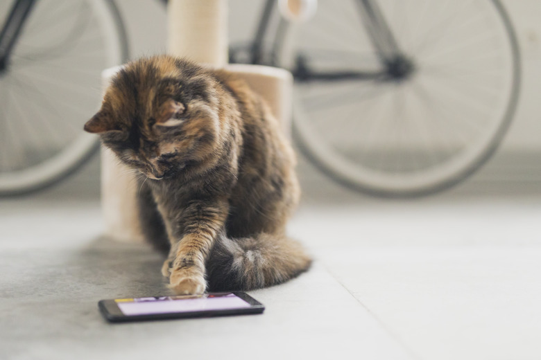 Cat playing a game on the phone