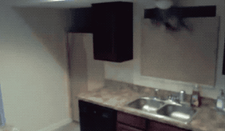 dog climbs out window