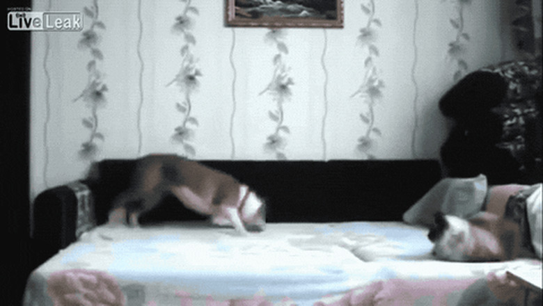 dog rolling around on human bed